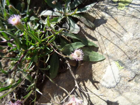 Image of alpine fleabane