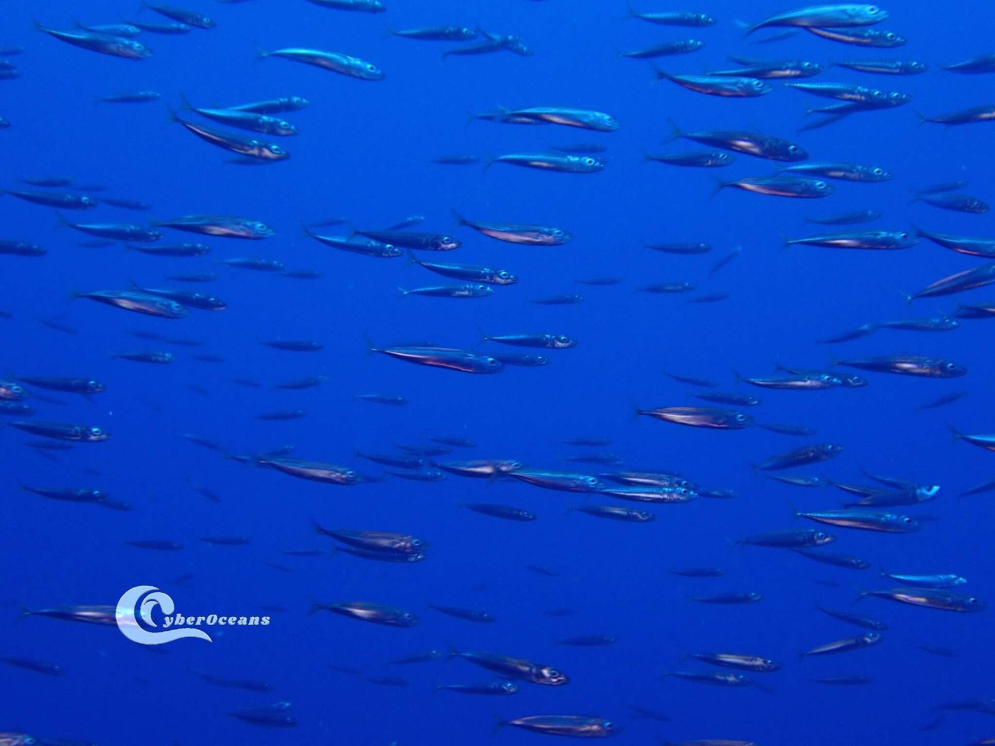 Image of Atlantic Chub Mackerel