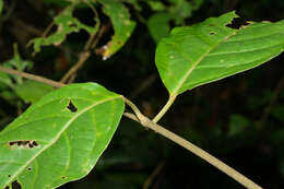 Image de Banisteriopsis caapi (Spruce ex Griseb.) Morton