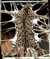 Image of clouded leopard