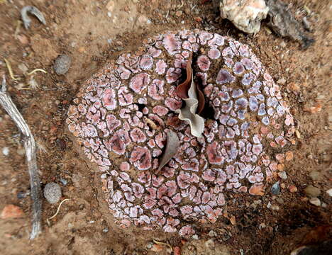 Image of crenate fishscale lichen