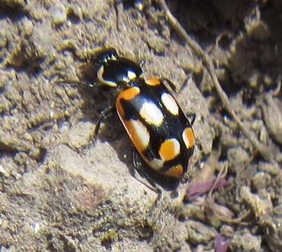 Image of Eriopis chilensis Hofmann 1970