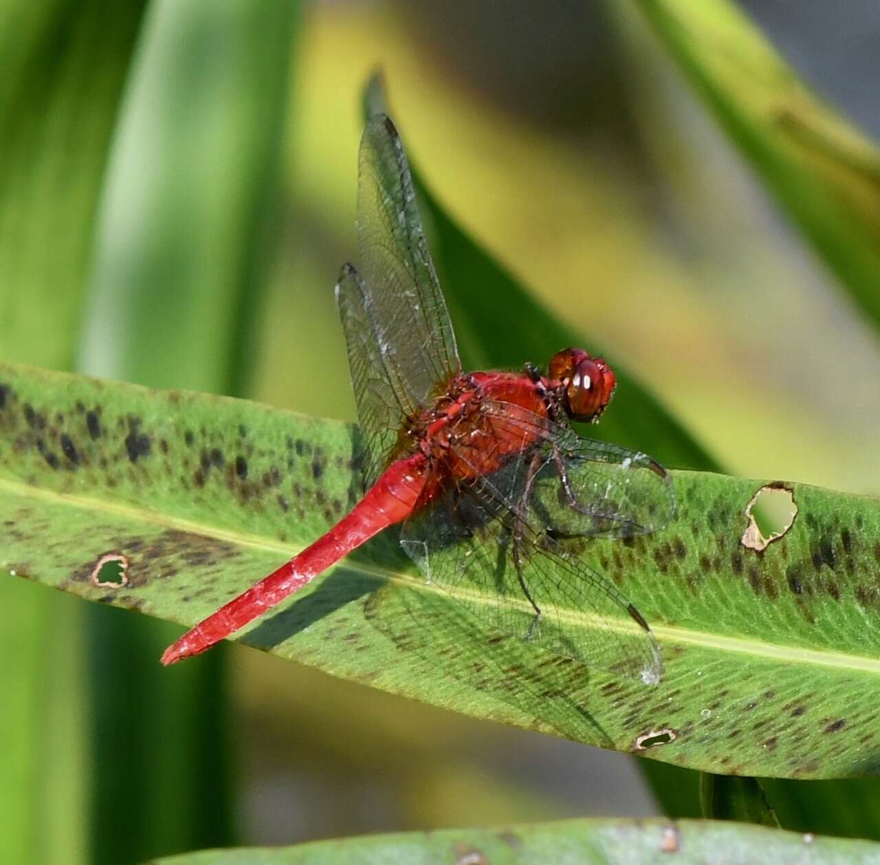 Imagem de Rhodothemis rufa (Rambur 1842)