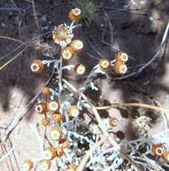 Image de Helichrysum cochleariforme DC.