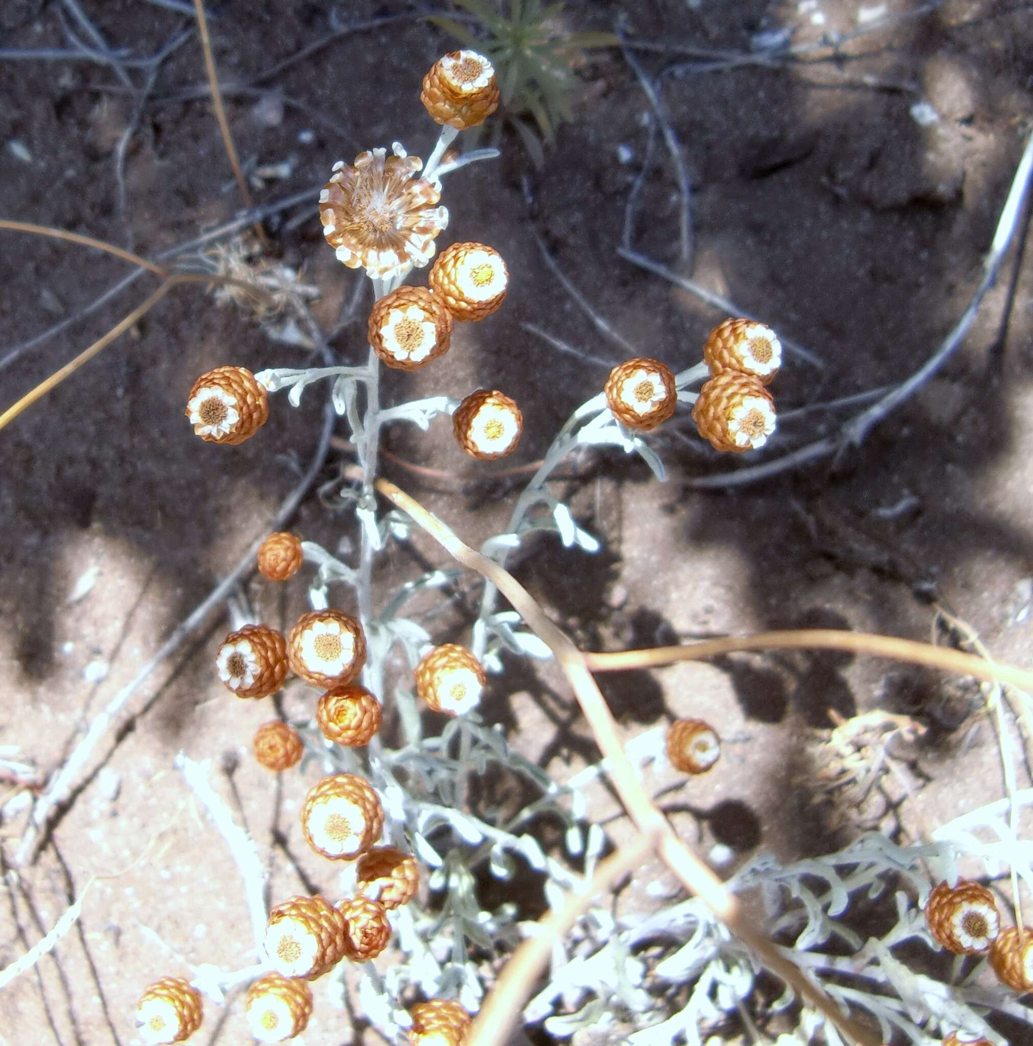 Image of Helichrysum cochleariforme DC.