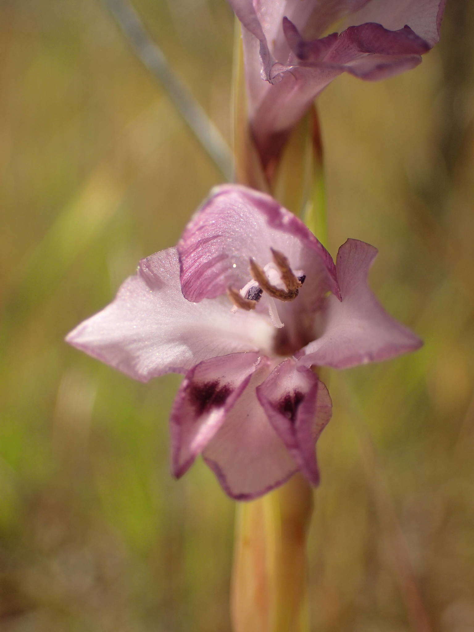 Sivun Gladiolus gregarius Welw. ex Baker kuva