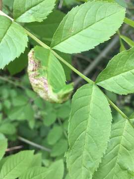 Image of Jumping plant lice