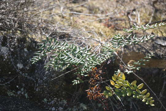 Pellaea andromedifolia (Kaulf.) Fée resmi