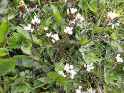 Imagem de Cardamine glacialis (G. Forst.) DC.