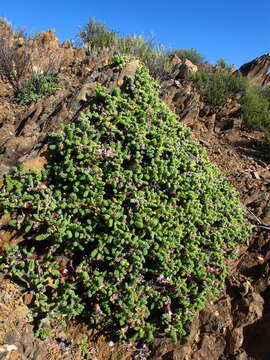 Image of Pelargonium alternans Wendl.