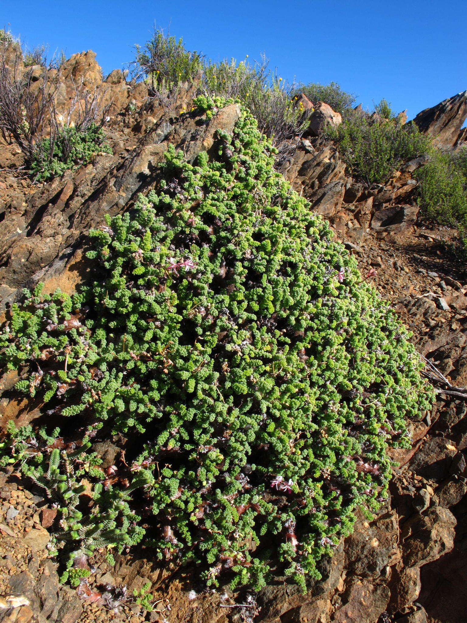 Image of Pelargonium alternans Wendl.