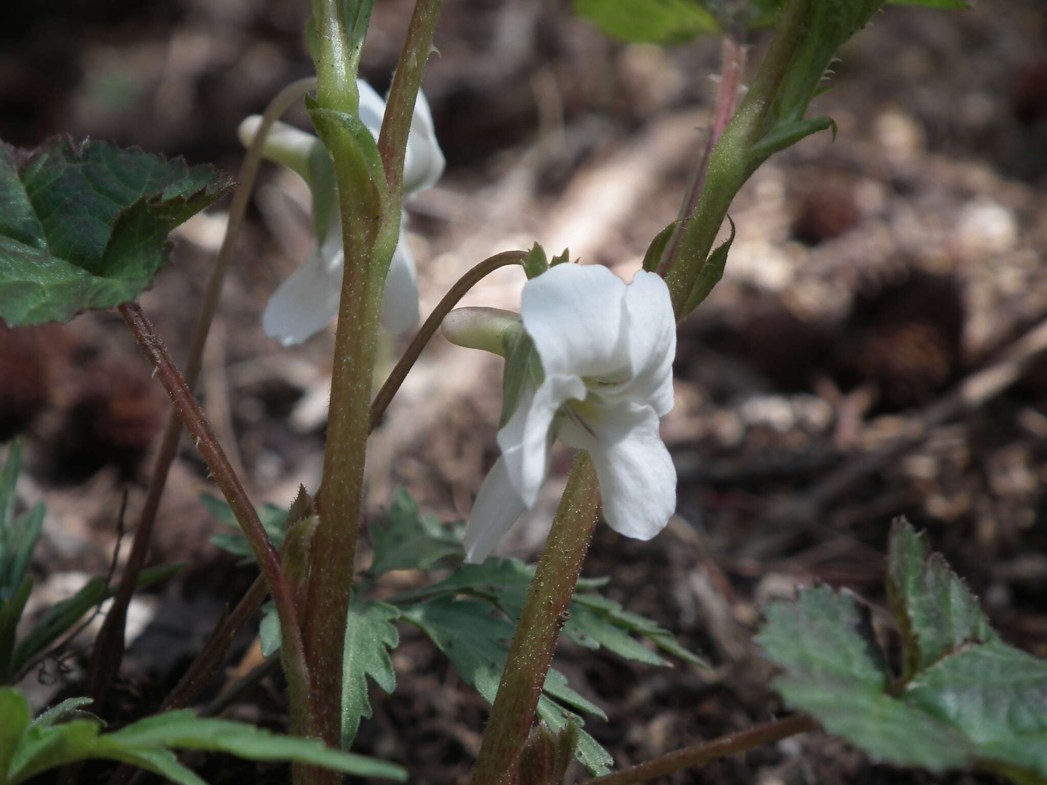 Image of Viola chaerophylloides (Regel) W. Becker