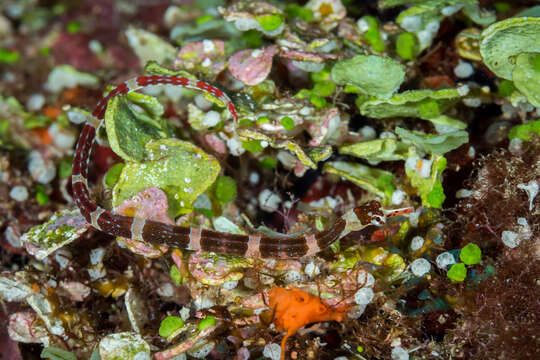 Image of Brown-banded Pipefish