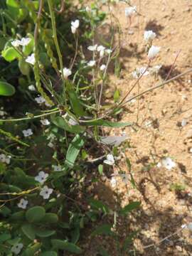 Image de Heliophila amplexicaulis L. fil.