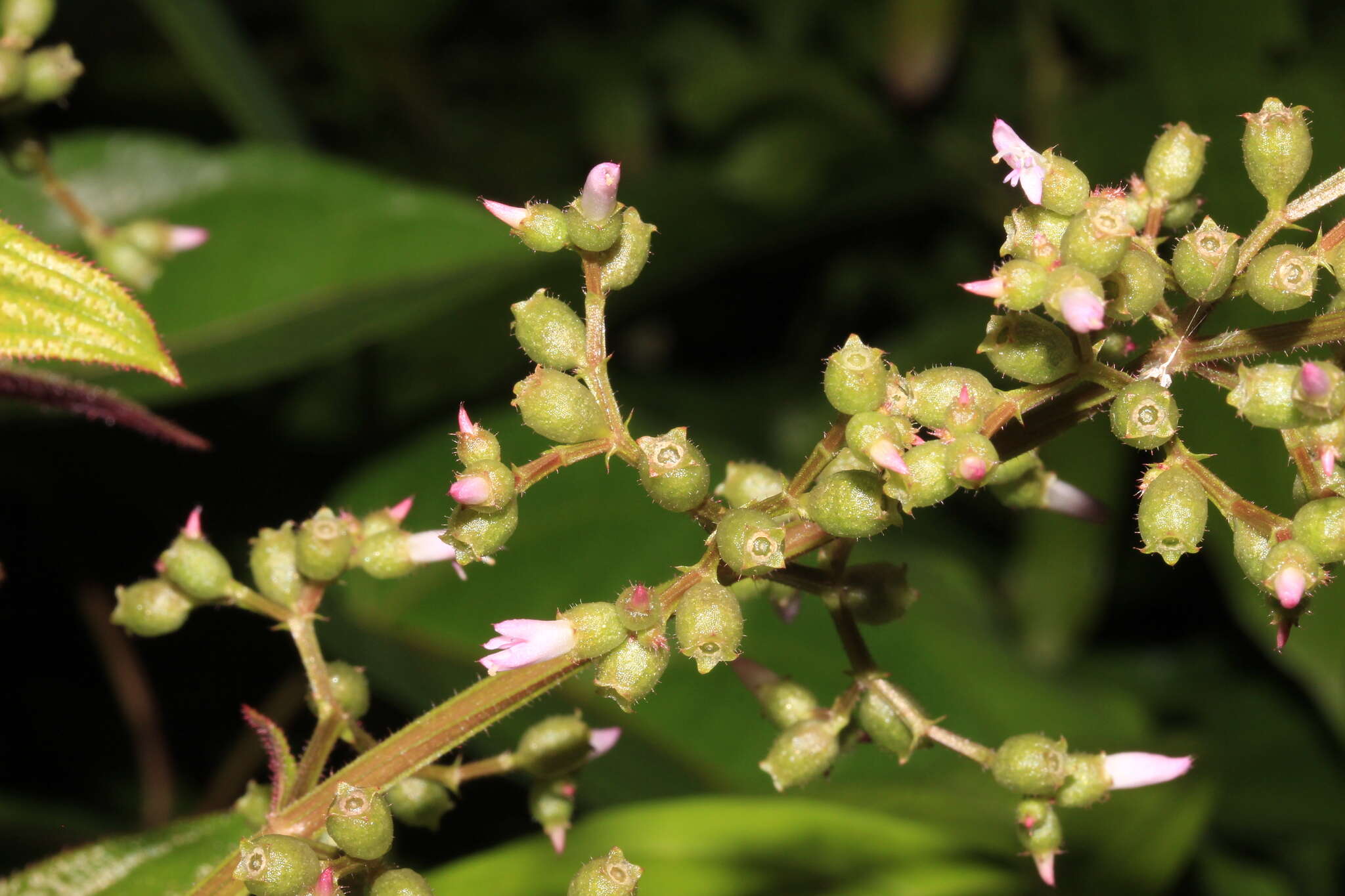 Image of Aciotis purpurascens (Aubl.) Triana