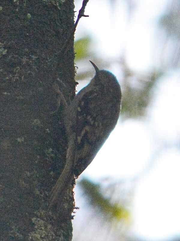 Image of treecreepers