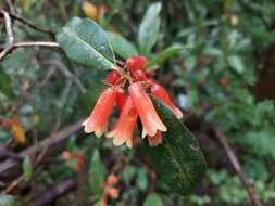 Imagem de Rhododendron keysii Nutt.