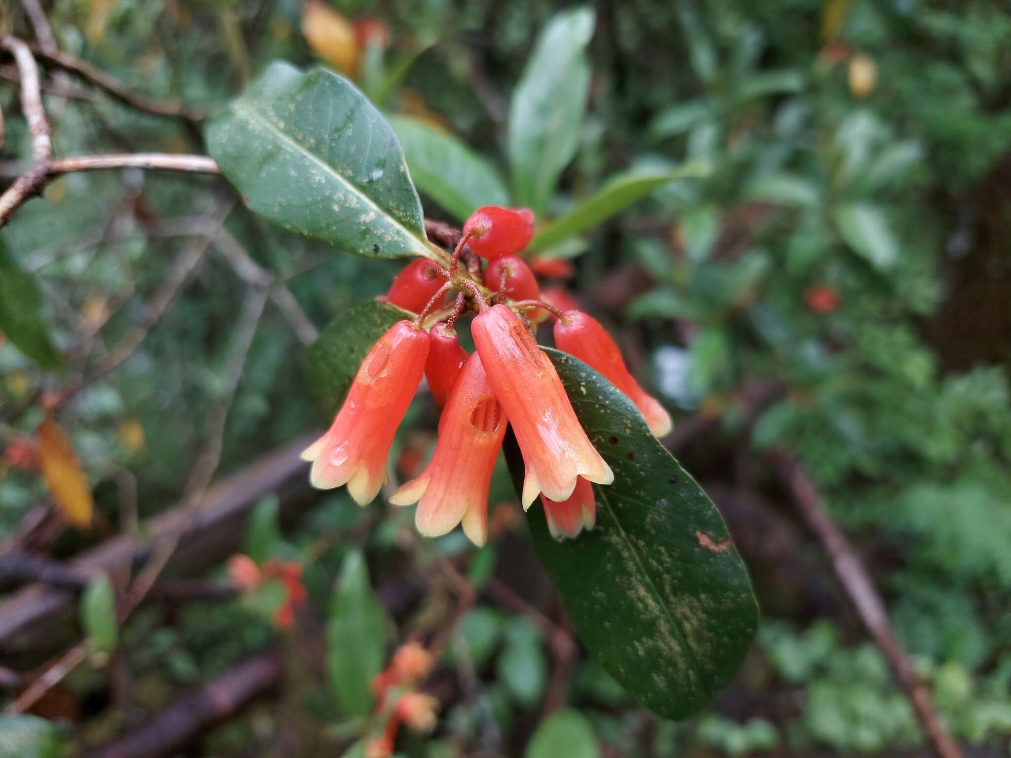 Image de Rhododendron keysii Nutt.