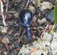 صورة Scaphinotus (Stenocantharus) velutinus (Ménétriés 1843)