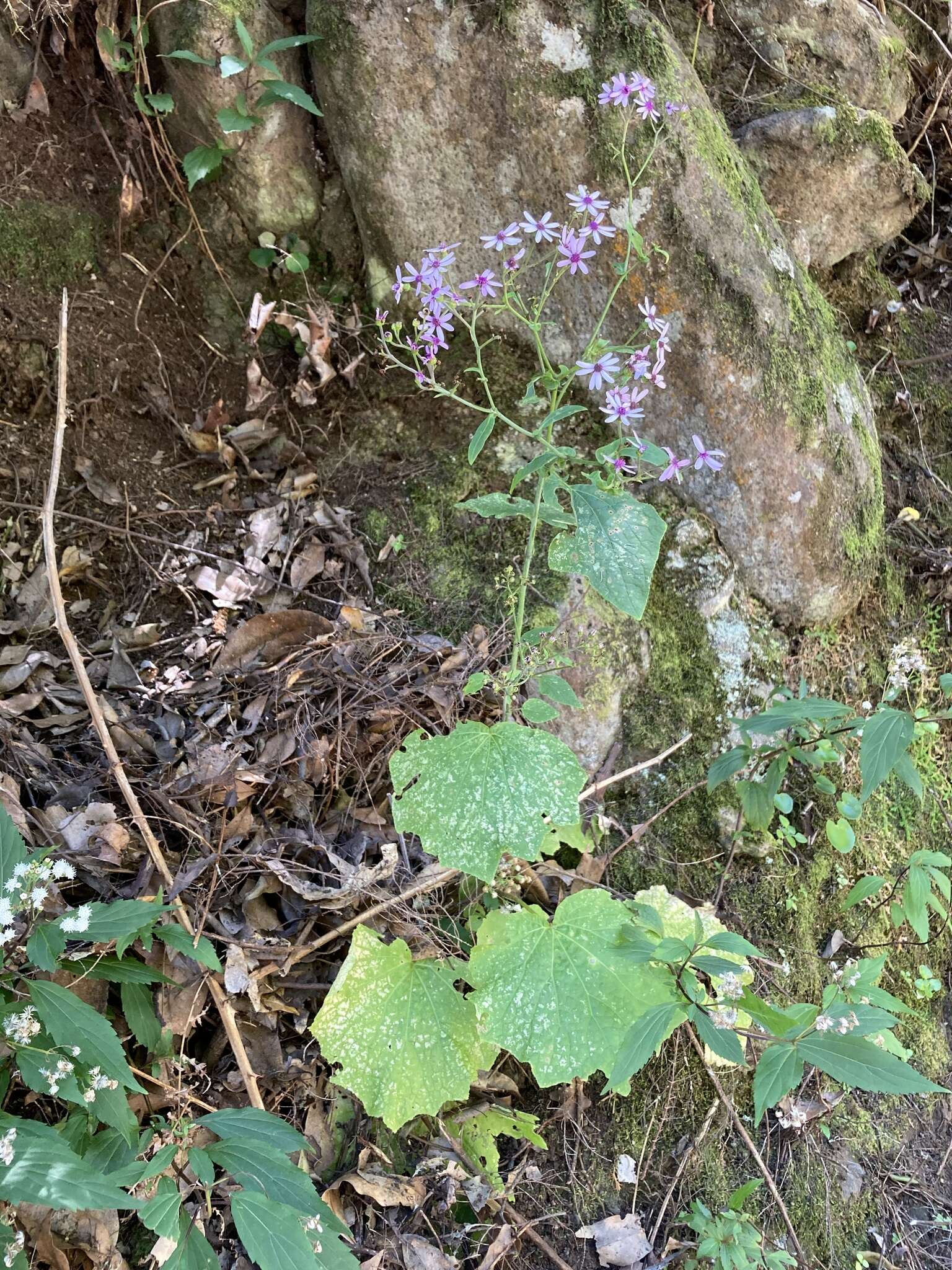 Plancia ëd Pericallis papyracea (DC.) B. Nord.