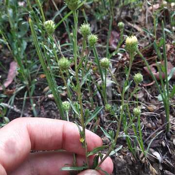 Image of Symphyotrichum moranense (Kunth) G. L. Nesom