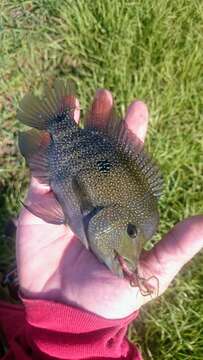 Image of Rio Grande Cichlid