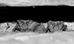 Image of broad-eared bat