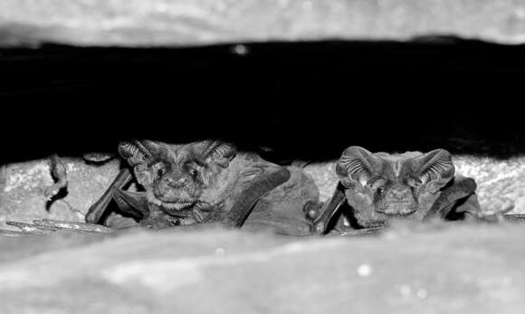 Image of broad-eared bat