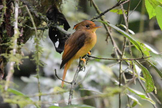 Image of <i>Onychorhynchus coronatus swainsoni</i>