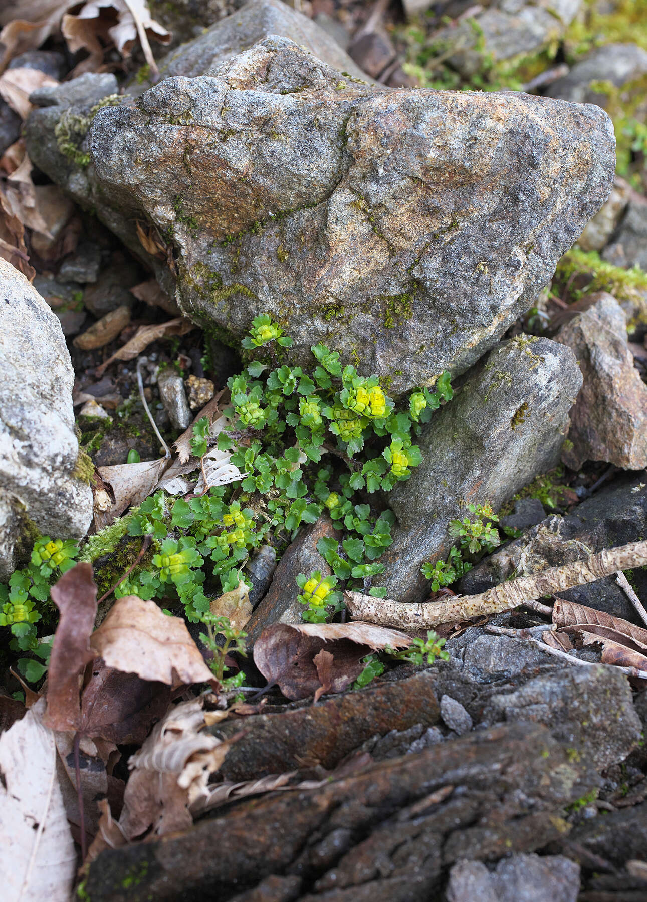 Plancia ëd Chrysosplenium pilosum var. sphaerospermum (Maxim.) Hara