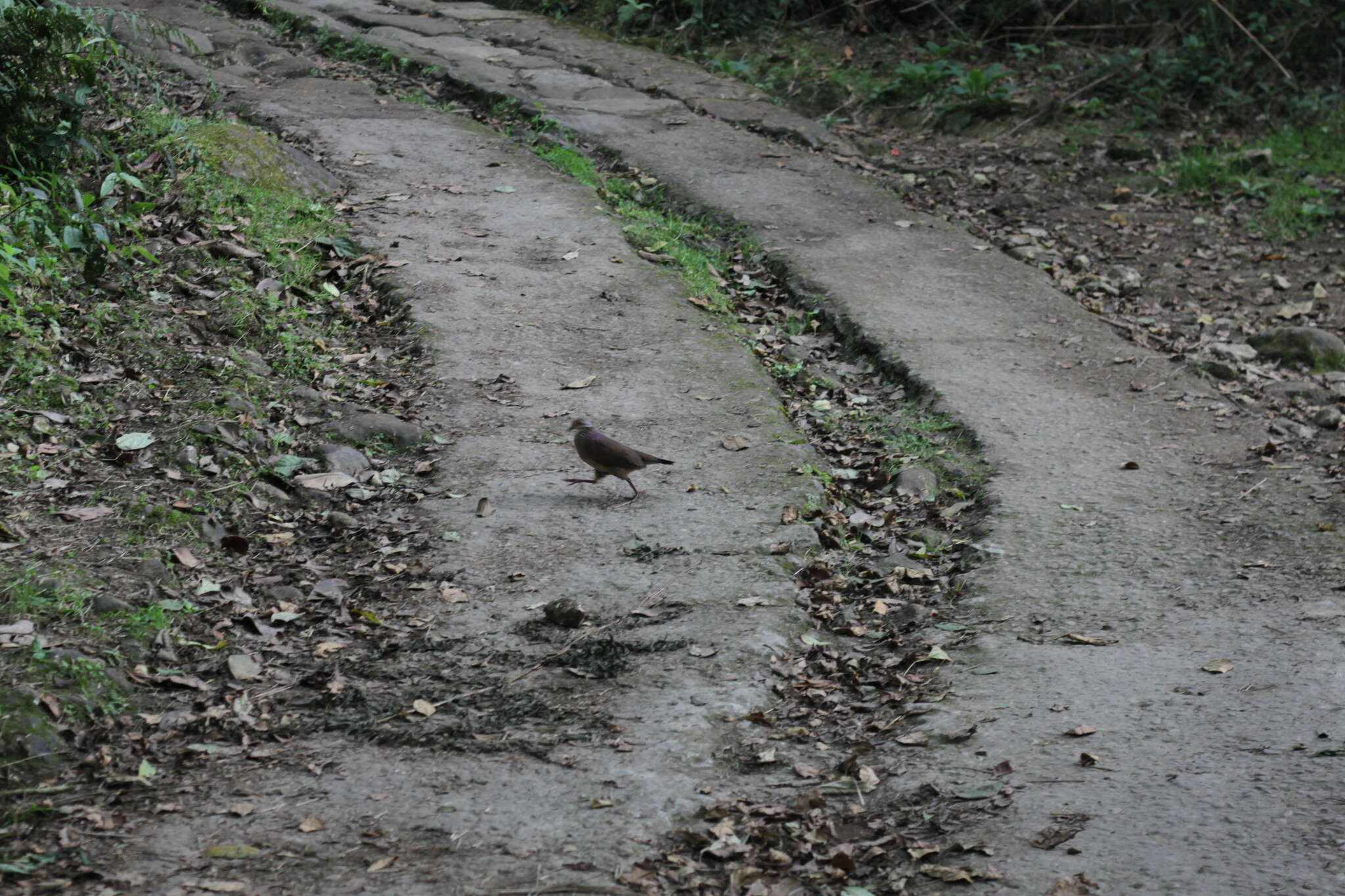 Image of Lined Quail-Dove