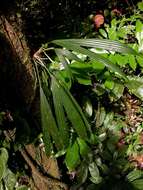 Image of Evodianthus funifer (Poit.) Lindm.