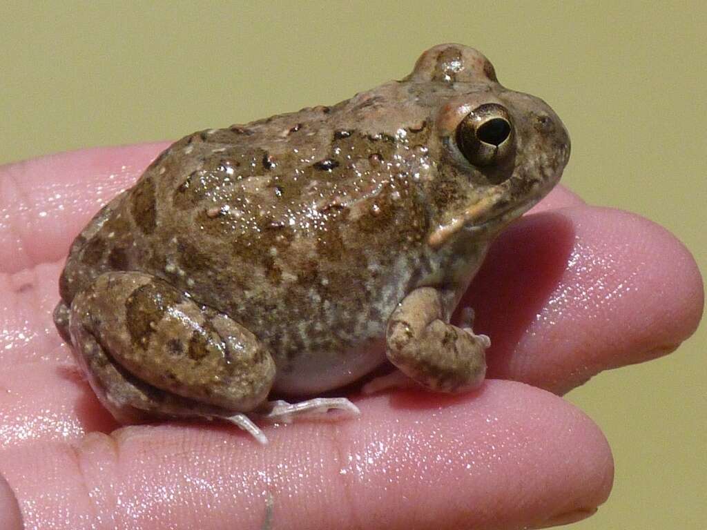 Image of Tandy's Sand Frog