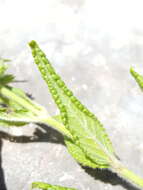 Image de Stachys pilosa var. pilosa