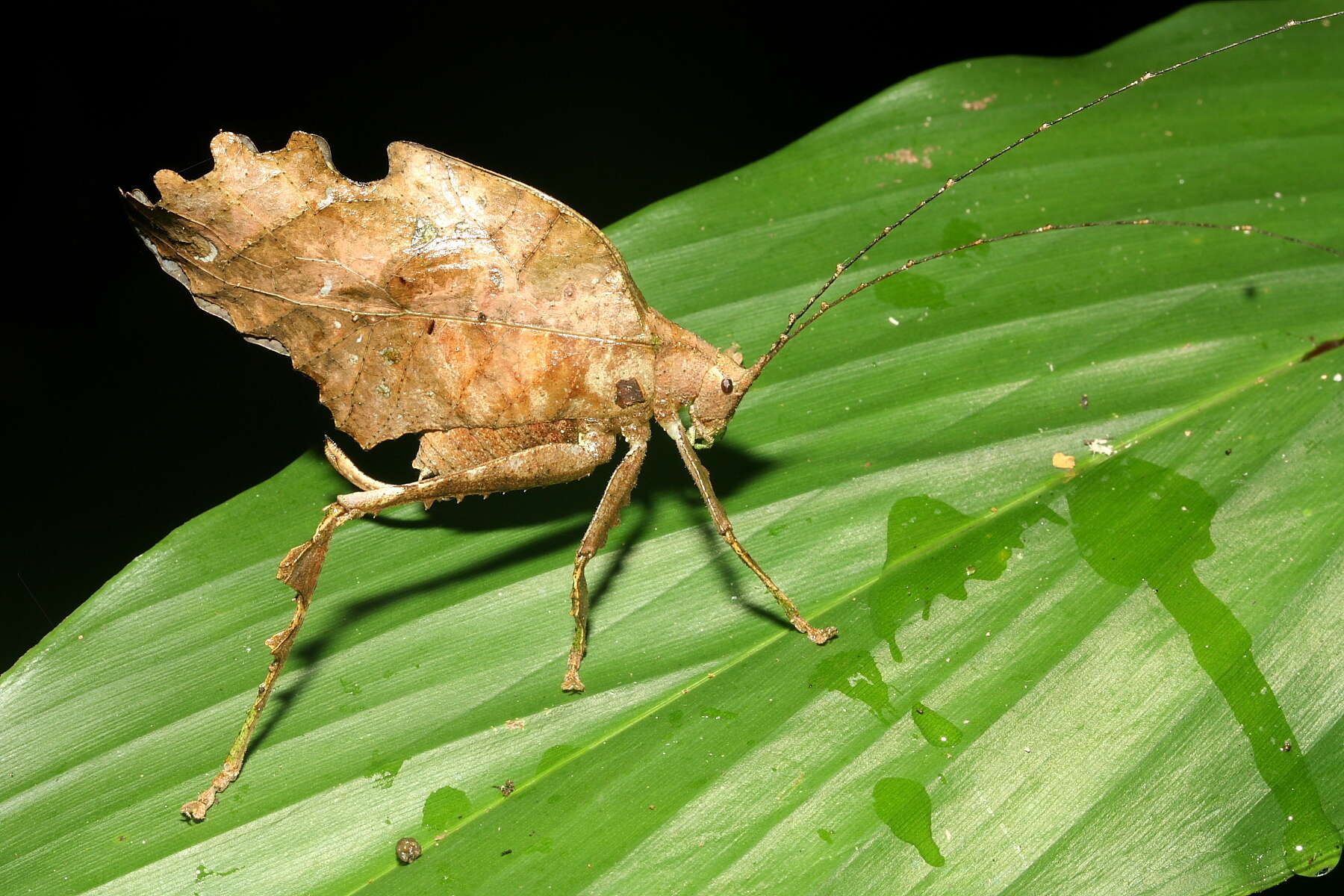 Image of Typophyllum bolivari Vignon 1925