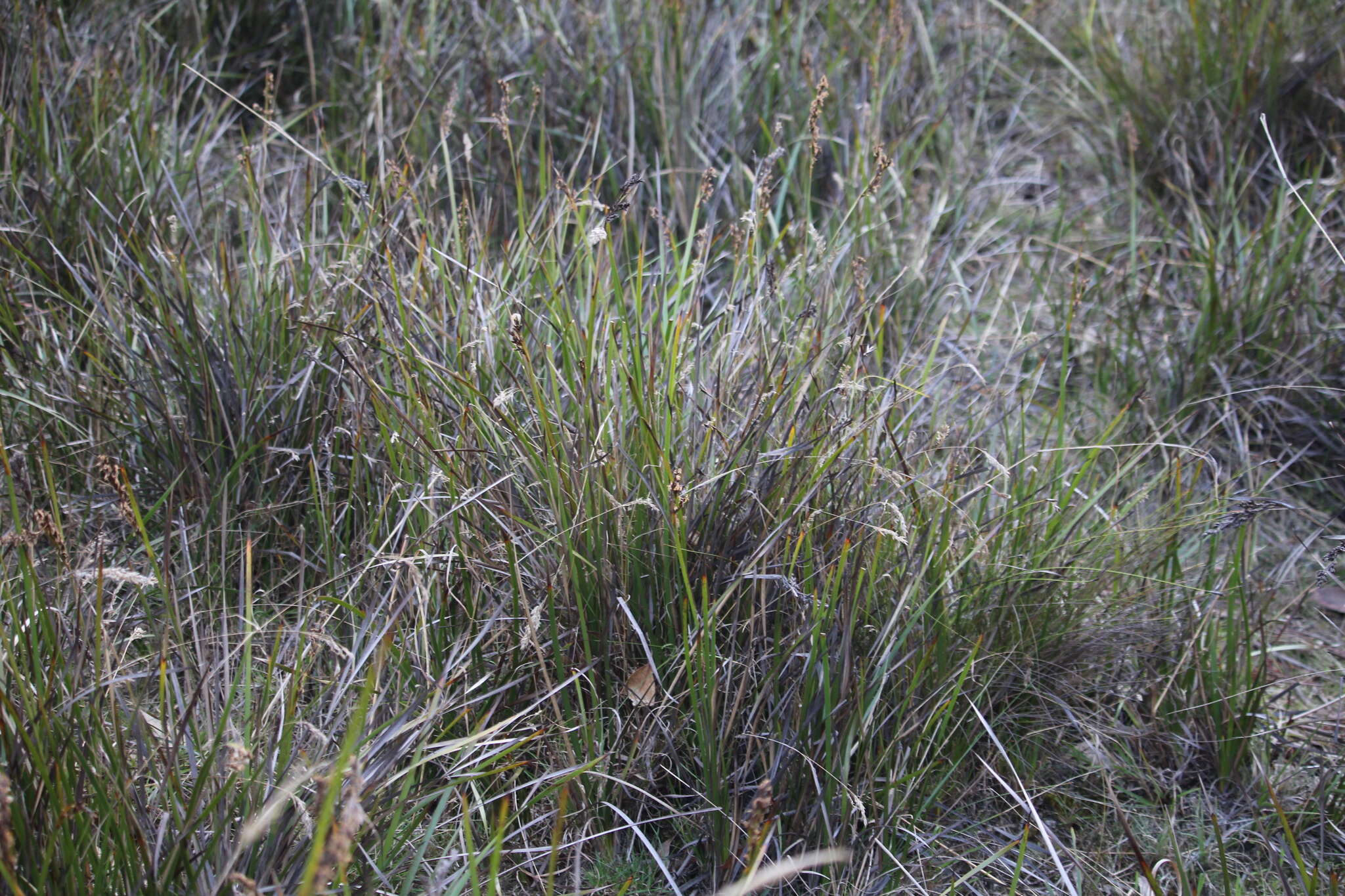 Image of Lepidosperma viscidum R. Br.