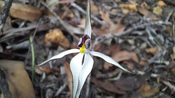 Image of Caladenia saccharata Rchb. fil.