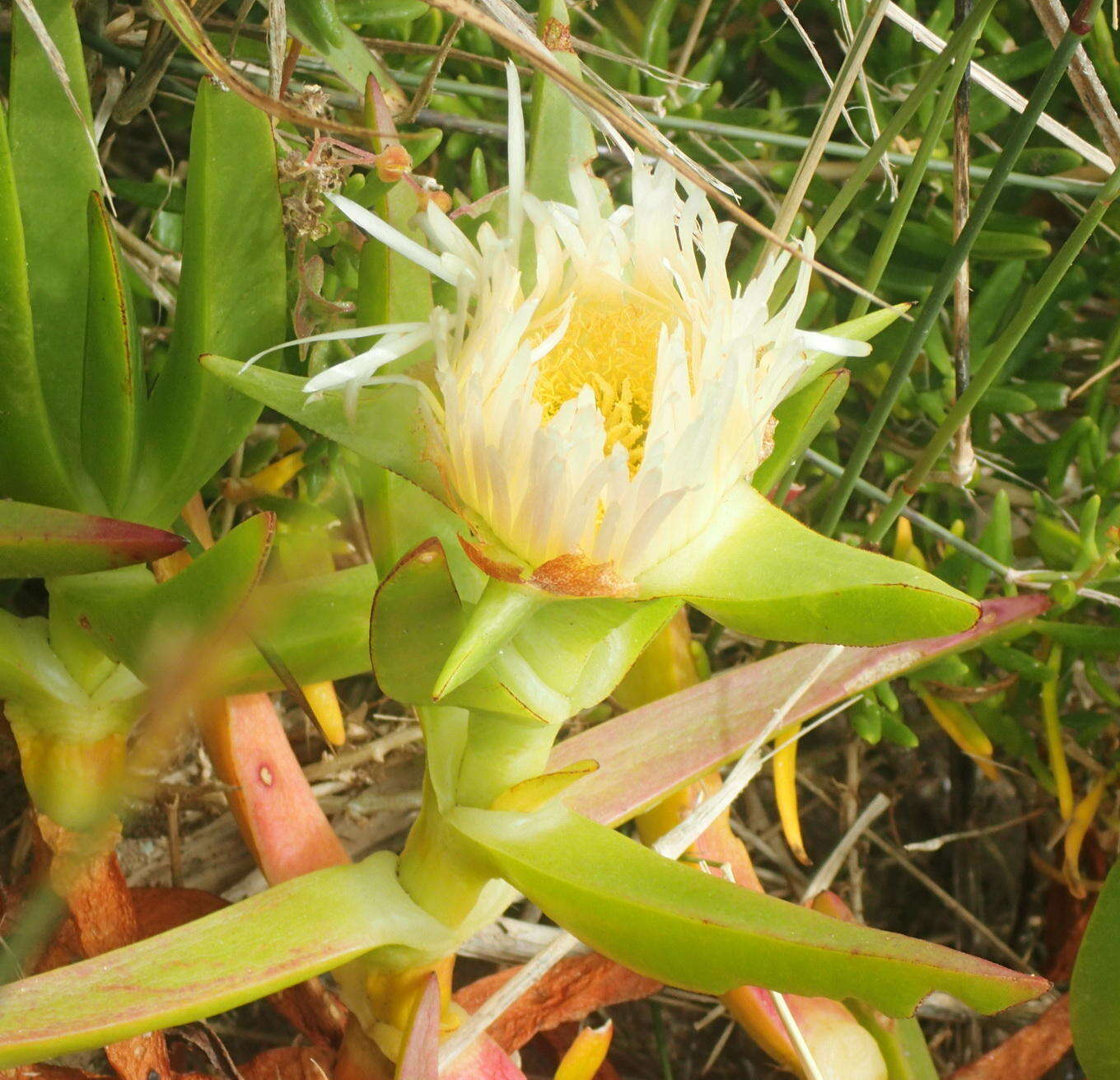 Слика од Carpobrotus edulis subsp. edulis