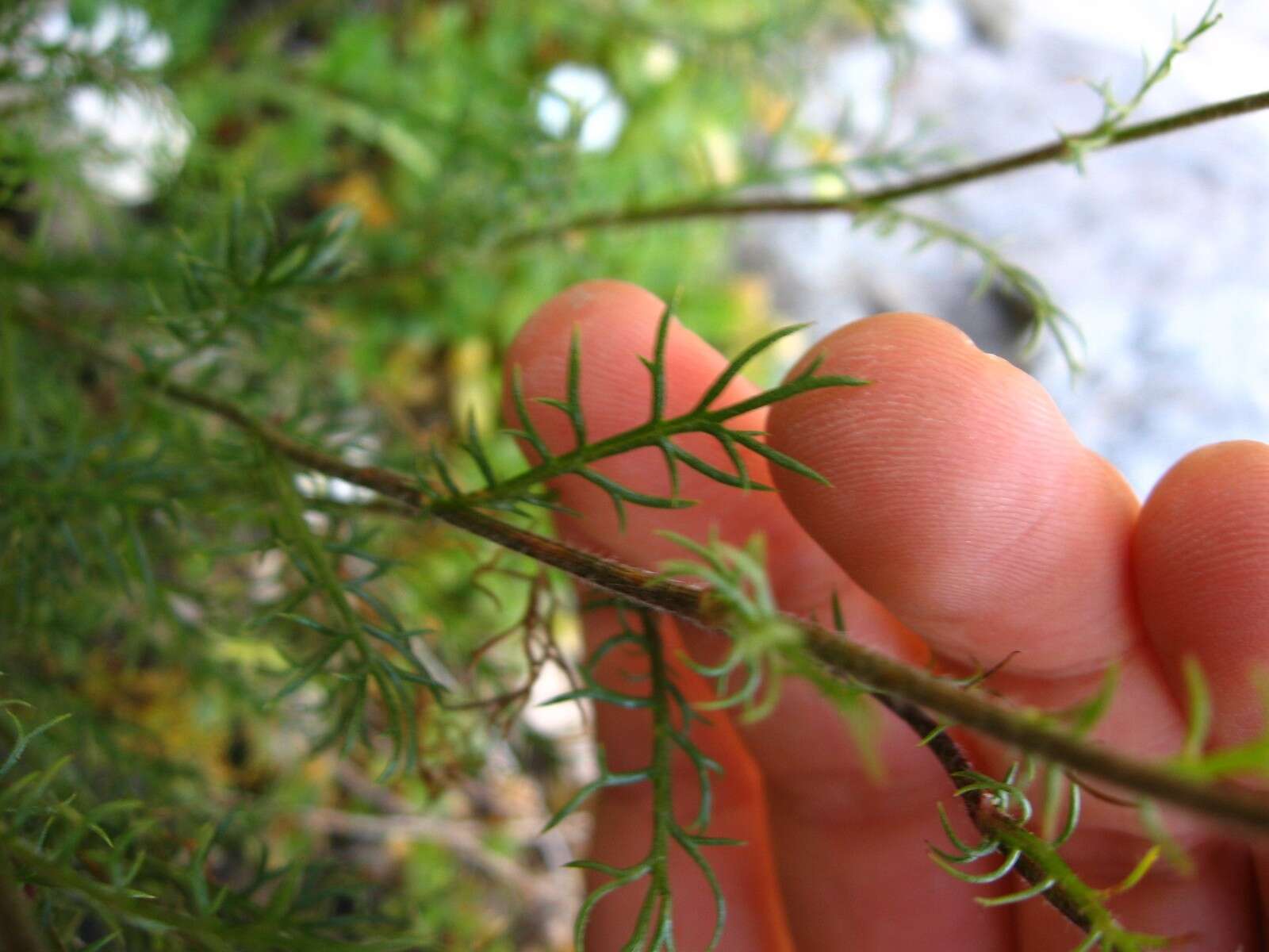 Image of Achillea oxyloba subsp. oxyloba