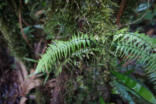 Sivun Asplenium dissectum Sw. kuva