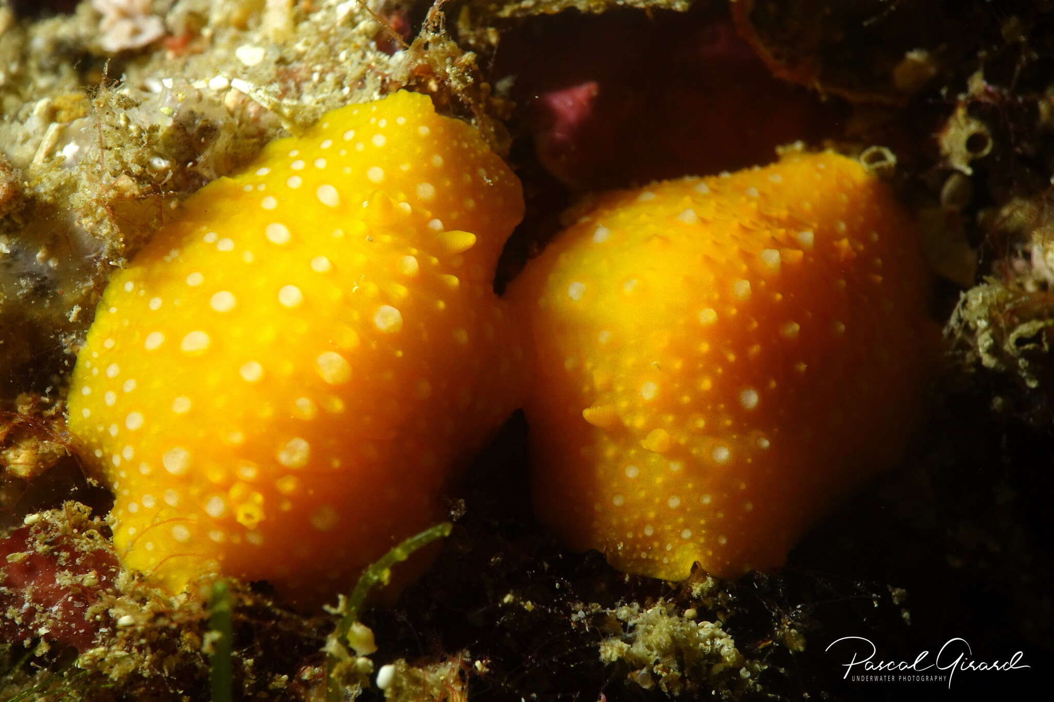 Image of white-spotted yellow nudibranch