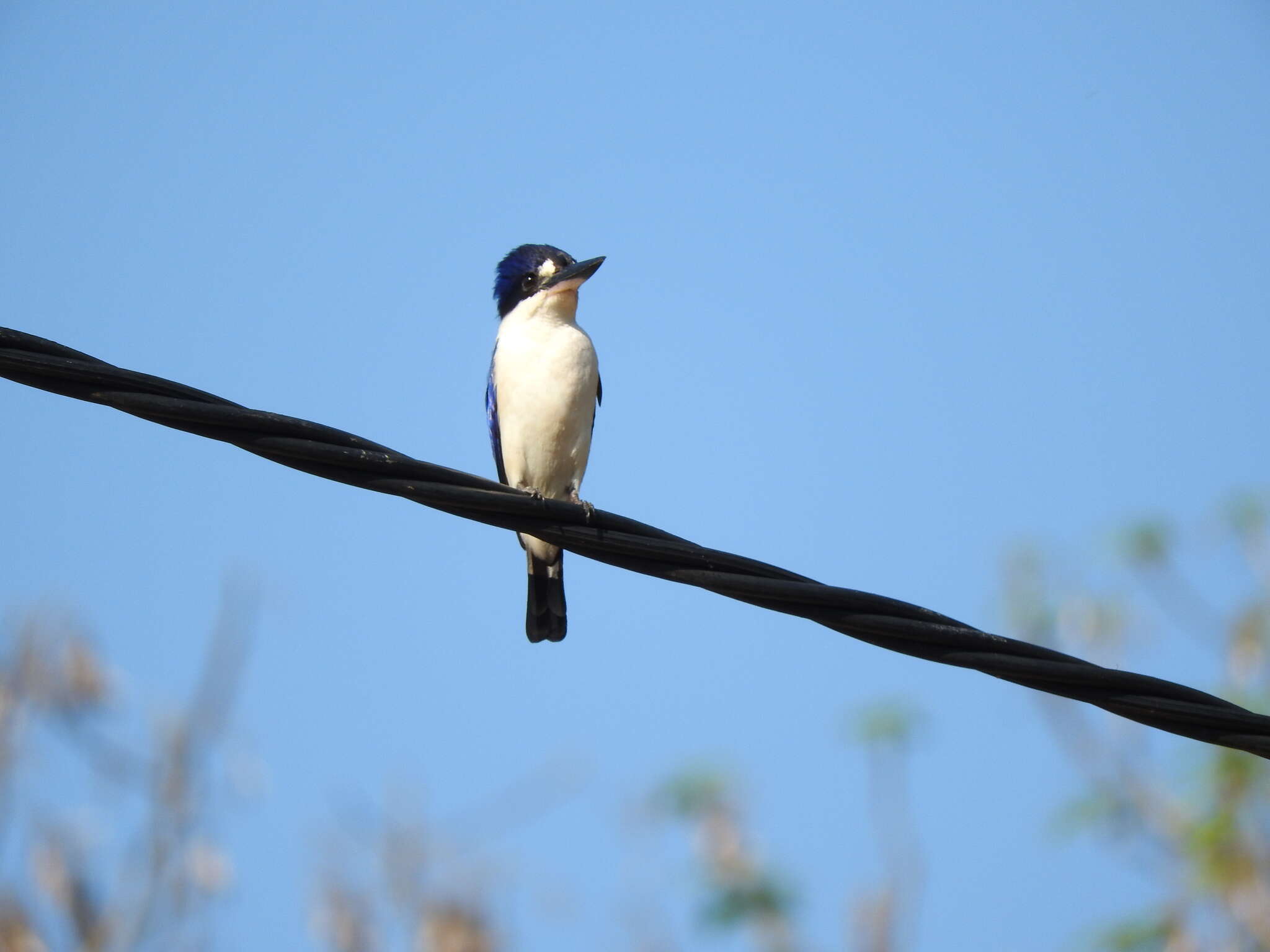 Image of Forest Kingfisher