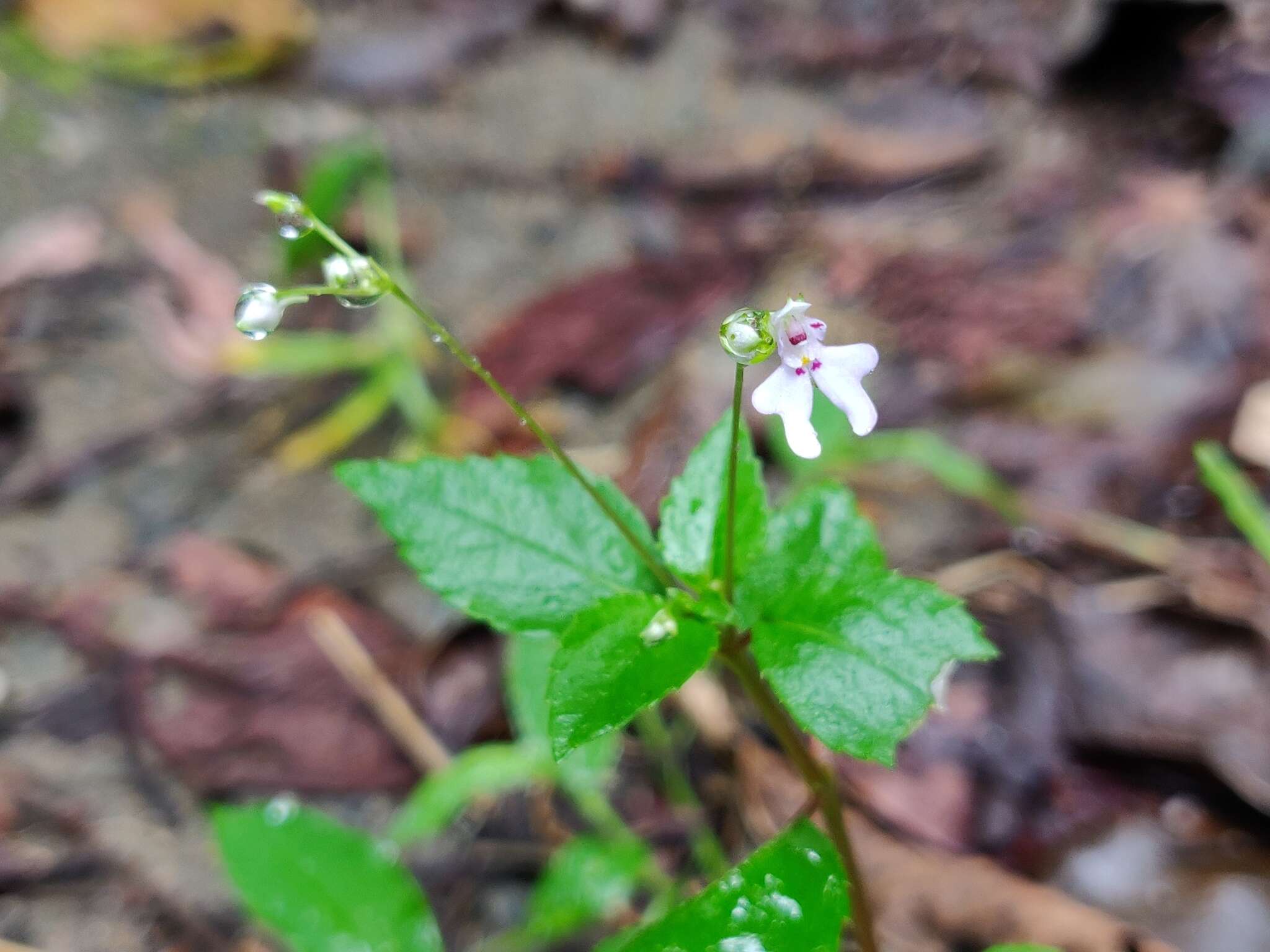 Image of Impatiens goughii Wight