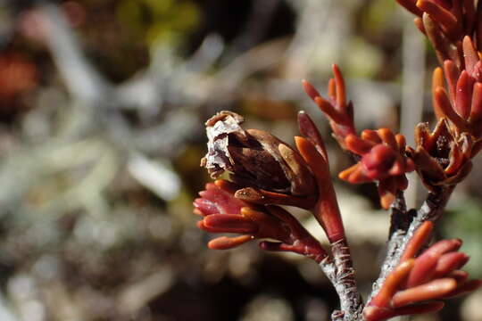 Image of Dracophyllum pronum W. R. B. Oliver