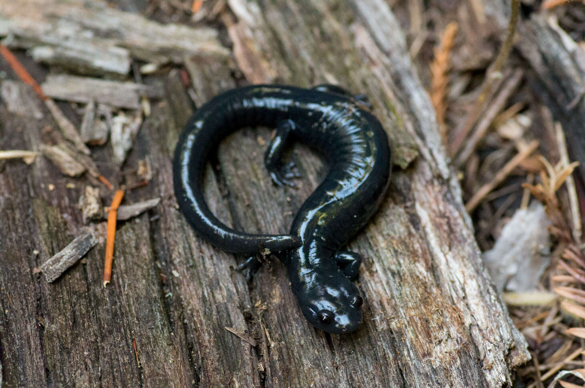 Image of Santa Cruz Black Salamander