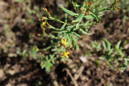 Image of Hypericum silenoides Juss.