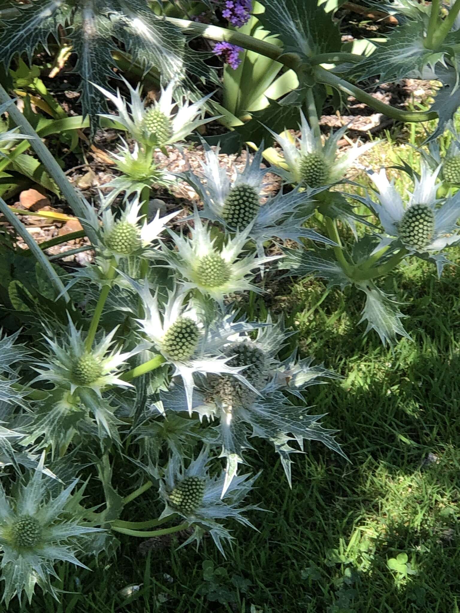 Imagem de Eryngium giganteum M. Bieb.