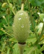 Image of Meconopsis paniculata (D. Don) Prain