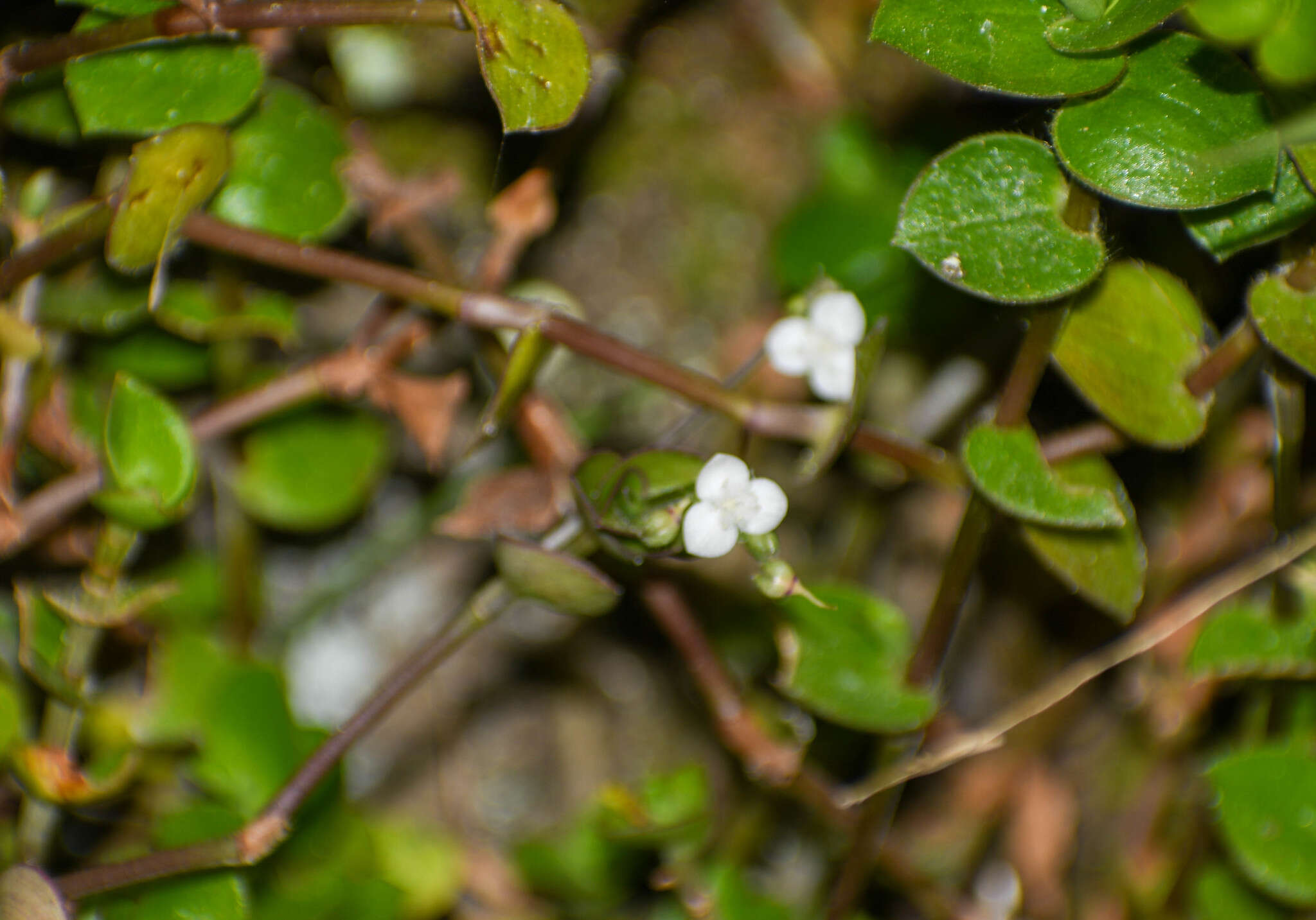 Image de Callisia gracilis (Kunth) D. R. Hunt