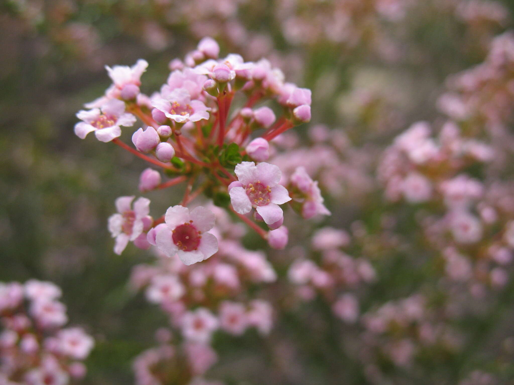 Image of Scholtzia laxiflora Benth.